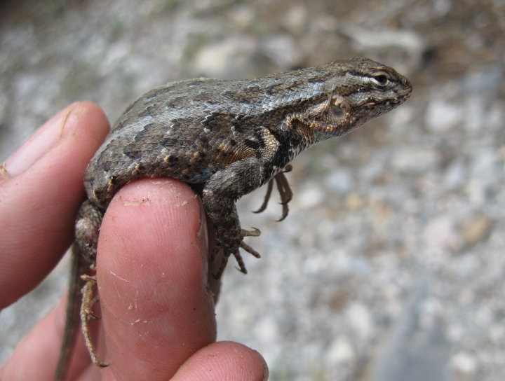 Sagebrush Lizard